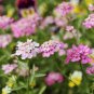 50 Pcs Candytuft Seeds Fragrant Iberis Amara Room Flower Bee