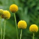50 Pcs Yellow Spice Snowball Flower Seeds