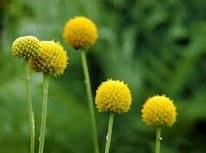 50 Pcs Yellow Spice Snowball Flower Seeds