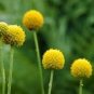 50 Pcs Yellow Spice Snowball Flower Seeds