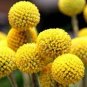 50 Pcs Yellow Spice Snowball Flower Seeds