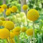 50 Pcs Yellow Spice Snowball Flower Seeds