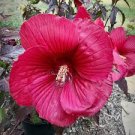 25 Pcs Hibiscus Moscheutos Flower Seeds 25 Pcs Hibiscus Moscheutos Flower Seeds