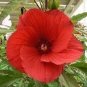 25 Pcs Hibiscus Moscheutos Flower Seeds
