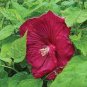 25 Pcs Hibiscus Moscheutos Flower Seeds