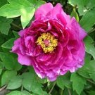 6 Pcs Herbaceous Peony Flower Seeds
