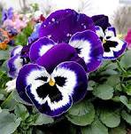 30 Pcs Perennial Small Flower Pansy Seeds
