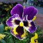 30 Pcs Perennial Small Flower Pansy Seeds