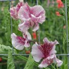 15 Pcs Beautiful Sweet Pea Flower Seeds 15 Pcs Beautiful Sweet Pea Flower Seeds