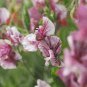 15 Pcs Beautiful Sweet Pea Flower Seeds