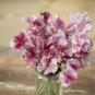 15 Pcs Beautiful Sweet Pea Flower Seeds