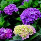 50 Pcs White Spice Snowball Flower Seeds