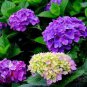 50 Pcs White Spice Snowball Flower Seeds