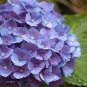 50 Pcs White Spice Snowball Flower Seeds