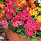 30 Pcs Nemesia Strumosa Flower Seeds