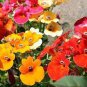 30 Pcs Nemesia Strumosa Flower Seeds