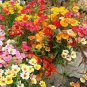 30 Pcs Nemesia Strumosa Flower Seeds