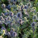 50 Pcs Beautiful Blue Thistle Flower Seeds 50 Pcs Beautiful Blue Thistle Flower Seeds