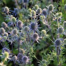 50 Pcs Beautiful Blue Thistle Flower Seeds