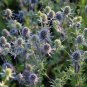 50 Pcs Beautiful Blue Thistle Flower Seeds
