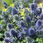 50 Pcs Beautiful Blue Thistle Flower Seeds