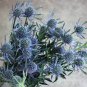 50 Pcs Beautiful Blue Thistle Flower Seeds