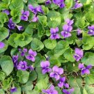 40 Pcs Adaptable Violet Queen Flower Seeds