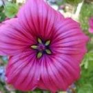 30 Pcs Beautiful Malope Trifida Flower Seeds