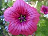 30 Pcs Beautiful Malope Trifida Flower Seeds