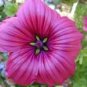 30 Pcs Beautiful Malope Trifida Flower Seeds