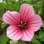 30 Pcs Beautiful Malope Trifida Flower Seeds