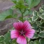 30 Pcs Beautiful Malope Trifida Flower Seeds