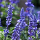 30 Pcs Beautiful Blue Flower Sage Seeds, Original Package