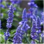 30 Pcs Beautiful Blue Flower Sage Seeds, Original Package