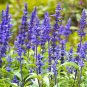 30 Pcs Beautiful Blue Flower Sage Seeds, Original Package