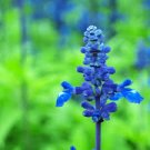 50 Pcs Blue Butterfly Sage Flower Seeds, Original Package