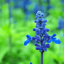 50 Pcs Blue Butterfly Sage Flower Seeds, Original Package