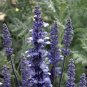 50 Pcs Blue Butterfly Sage Flower Seeds, Original Package