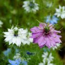 30 Pcs Fennel Flower Seeds Nigella Damascene Persian Gem Garden Plants