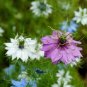 30 Pcs Fennel Flower Seeds Nigella Damascene Persian Gem Garden Plants