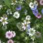 30 Pcs Fennel Flower Seeds Nigella Damascene Persian Gem Garden Plants