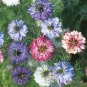 30 Pcs Fennel Flower Seeds Nigella Damascene Persian Gem Garden Plants