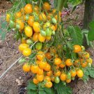 100 Pcs Trusses Ildi Yellow Cherry Tomato Seeds 100 Pcs Trusses Ildi Yellow Cherry Tomato Seeds