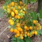 100 Pcs Trusses Ildi Yellow Cherry Tomato Seeds