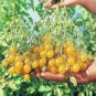 100 Pcs Trusses Ildi Yellow Cherry Tomato Seeds
