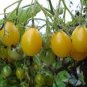 100 Pcs Trusses Ildi Yellow Cherry Tomato Seeds