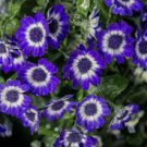50 Pcs Pericallis Hybrida Different Florists Cineraria Bonsai Hardy Flower 50 Pcs Pericallis Hybrida Different Florists Cineraria Bonsai Hardy Flower