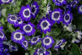 50 Pcs Pericallis Hybrida Different Florists Cineraria Bonsai Hardy Flower