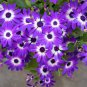 50 Pcs Pericallis Hybrida Different Florists Cineraria Bonsai Hardy Flower