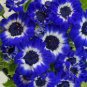 50 Pcs Pericallis Hybrida Different Florists Cineraria Bonsai Hardy Flower